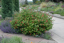 Dropmore Scarlet Trumpet Honeysuckle (Lonicera x brownii 'Dropmore Scarlet') at The Mustard Seed