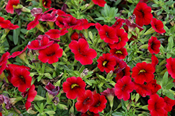 MiniFamous Compact Dark Red Calibrachoa (Calibrachoa 'MiniFamous Compact Dark Red') at The Mustard Seed