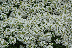 Snow Crystals Alyssum (Lobularia maritima 'Snow Crystals') at The Mustard Seed