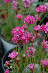 Splendens Sea Thrift (Armeria maritima 'Splendens') at The Mustard Seed