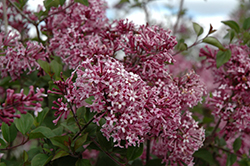 Bloomerang Purple Lilac (Syringa 'Penda') at The Mustard Seed