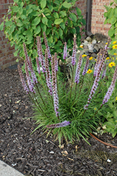 Floristan Violet Blazing Star (Liatris spicata 'Floristan Violet') at The Mustard Seed
