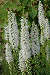 Floristan White Blazing Star (Liatris spicata 'Floristan White') at The Mustard Seed