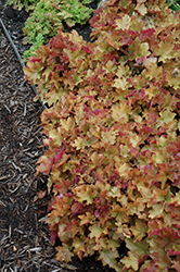 Caramel Coral Bells (Heuchera 'Caramel') at The Mustard Seed