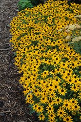 Little Goldstar Coneflower (Rudbeckia fulgida 'Little Goldstar') at The Mustard Seed