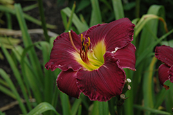 Bela Lugosi Daylily (Hemerocallis 'Bela Lugosi') at The Mustard Seed