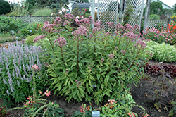 Baby Joe Dwarf Joe Pye Weed (Eupatorium dubium 'Baby Joe') at The Mustard Seed