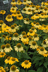 Sombrero Lemon Yellow Coneflower (Echinacea 'Balsomemy') at The Mustard Seed