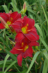Red Razzmatazz Daylily (Hemerocallis 'Red Razzmatazz') at The Mustard Seed