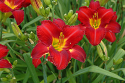 Chicago Apache Daylily (Hemerocallis 'Chicago Apache') at The Mustard Seed