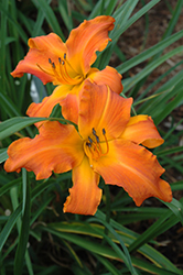 Rainbow Rhythm Primal Scream Daylily (Hemerocallis 'Primal Scream') at The Mustard Seed