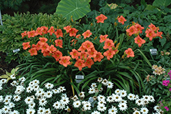 South Seas Daylily (Hemerocallis 'South Seas') at The Mustard Seed