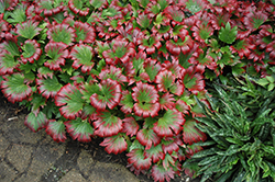 Karasuba Mukdenia (Mukdenia rossii 'Karasuba') at The Mustard Seed