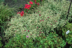 Thunder and Lightning Scabious (Knautia macedonica 'Thunder And Lightning') at The Mustard Seed
