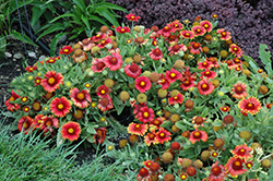 Arizona Red Shades Blanket Flower (Gaillardia x grandiflora 'Arizona Red Shades') at The Mustard Seed