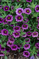 Superbells Grape Punch Calibrachoa (Calibrachoa 'JGCAL09404') at The Mustard Seed