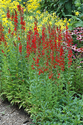 Cardinal Flower (Lobelia cardinalis) at The Mustard Seed