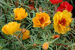 Sundial Yellow Portulaca (Portulaca grandiflora 'Sundial Yellow') at The Mustard Seed