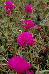 Sundial Fuchsia Portulaca (Portulaca grandiflora 'Sundial Fuchsia') at The Mustard Seed