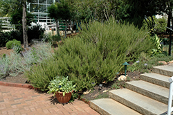 Rosemary (Rosmarinus officinalis) at The Mustard Seed
