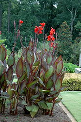 Australia Canna (Canna 'Australia') at The Mustard Seed