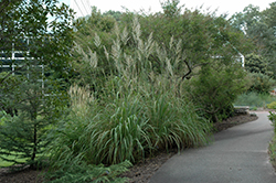 Ravenna Grass (Erianthus ravennae) at The Mustard Seed