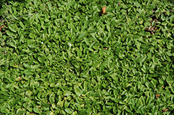 White Creeping Mazus (Mazus reptans 'Alba') at The Mustard Seed