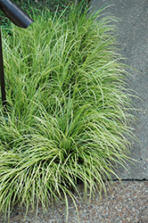Grassy-Leaved Sweet Flag (Acorus gramineus 'Ogon') at The Mustard Seed