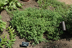 Greek Oregano (Origanum onites) at The Mustard Seed