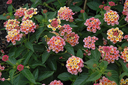 Landmark Peach Sunrise Lantana (Lantana camara 'Landmark Peach Sunrise') at The Mustard Seed