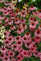 Cheyenne Spirit Coneflower (Echinacea 'Cheyenne Spirit') at The Mustard Seed