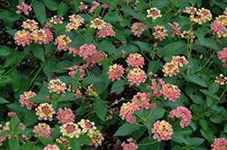 Landmark Rose Glow Lantana (Lantana camara 'Landmark Rose Glow') at The Mustard Seed
