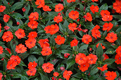 SunPatiens Compact Orange New Guinea Impatiens (Impatiens 'SakimP011') at The Mustard Seed