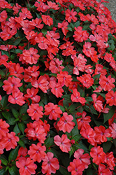 SunPatiens Spreading Corona New Guinea Impatiens (Impatiens 'SunPatiens Spreading Corona') at The Mustard Seed