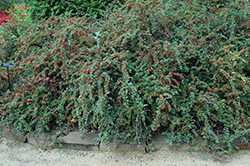 Cranberry Cotoneaster (Cotoneaster apiculatus) at The Mustard Seed
