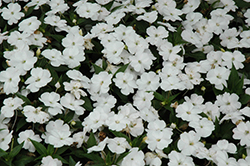 SunPatiens Compact White Impatiens (Impatiens 'SakimP027') at The Mustard Seed