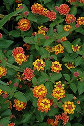 Landmark Citrus Lantana (Lantana camara 'Landmark Citrus') at The Mustard Seed