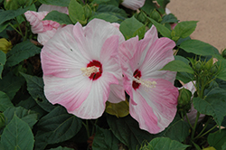 Honeymoon Light Rose Hibiscus (Hibiscus 'Honeymoon Light Rose') at The Mustard Seed
