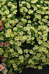 MiniFamous Double Lemon Calibrachoa (Calibrachoa 'MiniFamous Double Lemon') at The Mustard Seed