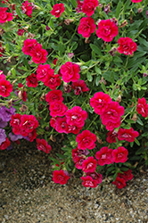 MiniFamous Double Magenta Calibrachoa (Calibrachoa 'MiniFamous Double Magenta') at The Mustard Seed