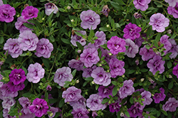 MiniFamous Double Amethyst Calibrachoa (Calibrachoa 'MiniFamous Double Amethyst') at The Mustard Seed