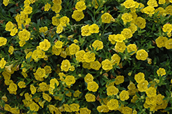 MiniFamous Double Deep Yellow Calibrachoa (Calibrachoa 'MiniFamous Double Deep Yellow') at The Mustard Seed