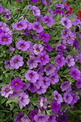 MiniFamous Compact Dark Blue Calibrachoa (Calibrachoa 'MiniFamous Compact Dark Blue') at The Mustard Seed