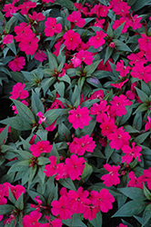 SunPatiens Compact Royal Magenta New Guinea Impatiens (Impatiens 'SunPatiens Compact Royal Magenta') at The Mustard Seed