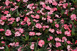 SunPatiens Spreading Pink Flash New Guinea Impatiens (Impatiens 'SunPatiens Spreading Pink Flash') at The Mustard Seed