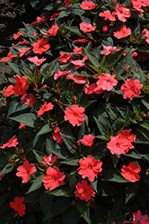 SunPatiens Compact Coral New Guinea Impatiens (Impatiens 'SunPatiens Compact Coral') at The Mustard Seed