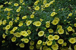 Aloha Canary Yellow Calibrachoa (Calibrachoa 'Aloha Canary Yellow') at The Mustard Seed