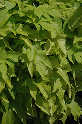 Bright Ideas Lime Sweet Potato Vine (Ipomoea batatas 'Bright Ideas Lime') at The Mustard Seed