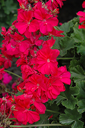 Calliope Hot Pink Geranium (Pelargonium 'Calliope Hot Pink') at The Mustard Seed
