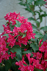 Sonic Bloom Red Reblooming Weigela (Weigela florida 'Verweig 6') at The Mustard Seed